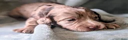Cockapoo dogs for stud: 🐾 Cockapoo Stud Available – Healthy & Friendly🐾 - Advert 17