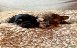 Chorkie dogs for sale: Chorkie (x2 Boys) - Image 4