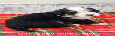 Bernese Mountain Dog Baby Blue Girl