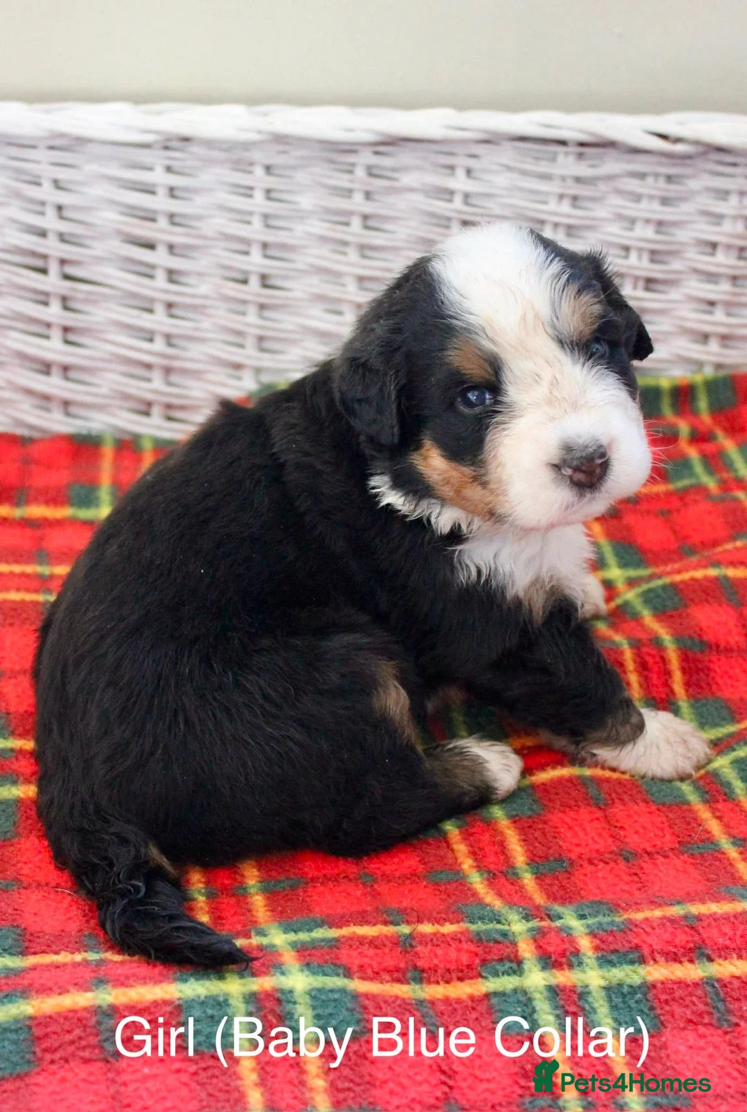 Bernese Mountain Dog dogs for sale: Beautiful Bernese Mountain Dog Puppies - Advert 17
