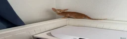 Oriental cats for sale: Beautiful oriental kittens  - Advert 10