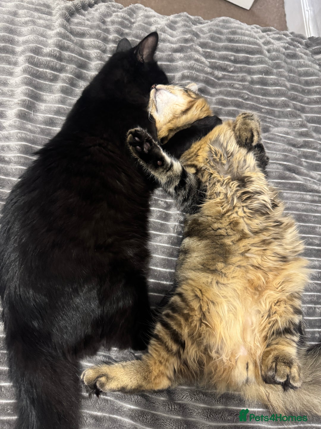 Domestic Shorthair cats for sale: FREE - 2 sweet cats to be rehomed  - Image 7