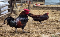 Chickens poultry for sale: Young trio of Derbyshire redcaps - Image 3