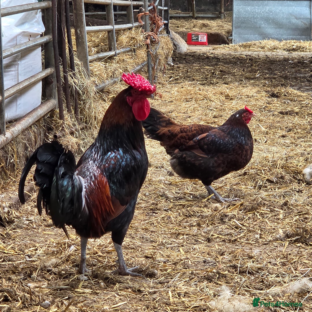Chickens poultry for sale: Young trio of Derbyshire redcaps - Image 3