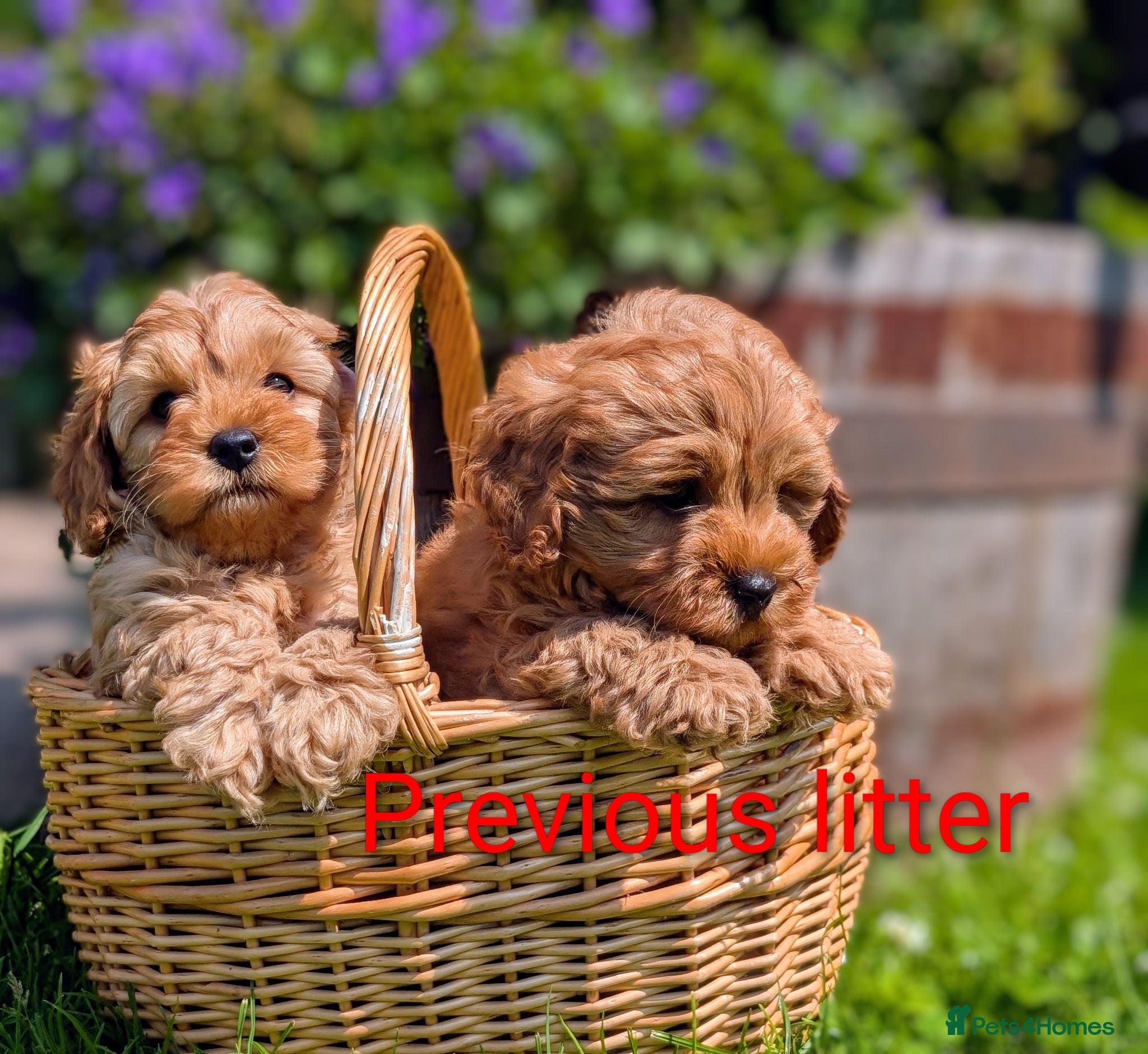 Cavapoo dogs Adorable F1 Cavapoo puppies.  - Advert 2