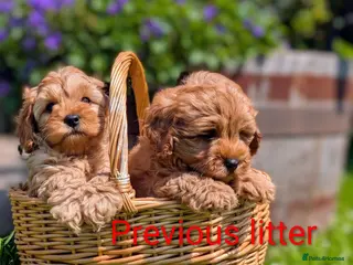 Cavapoo dogs Adorable F1 Cavapoo puppies. - Advert 2