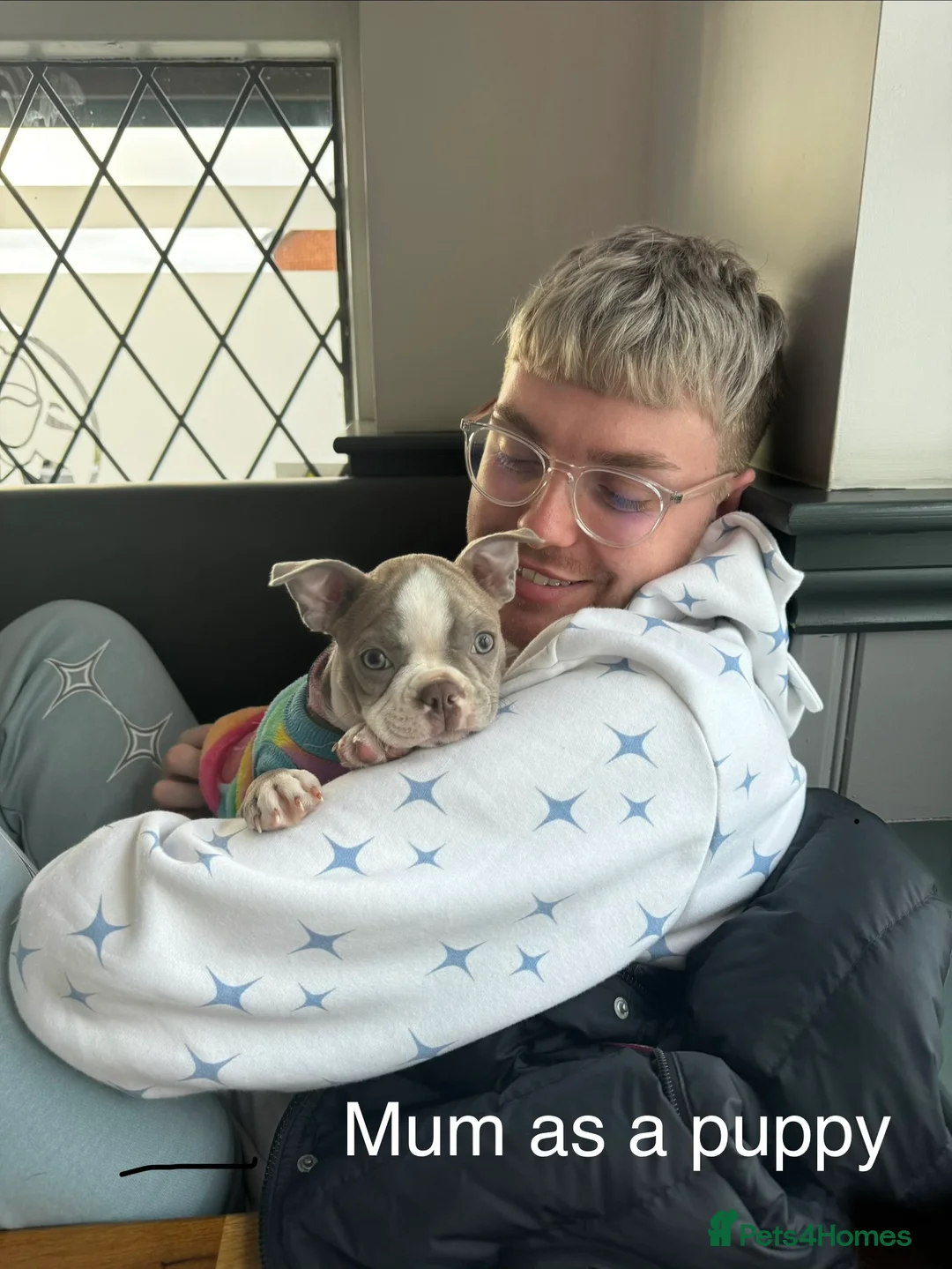 Boston Terrier dogs for sale: Rare Champaign KC Boston Terrier - Advert 21