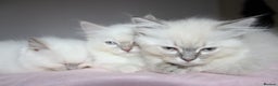 Ragdoll cats for sale: GCCF registered Ragdolls  - Advert 9