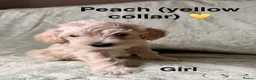 Schnoodle dogs for sale: Beautiful F1 Schnoodle Puppies - Advert 11