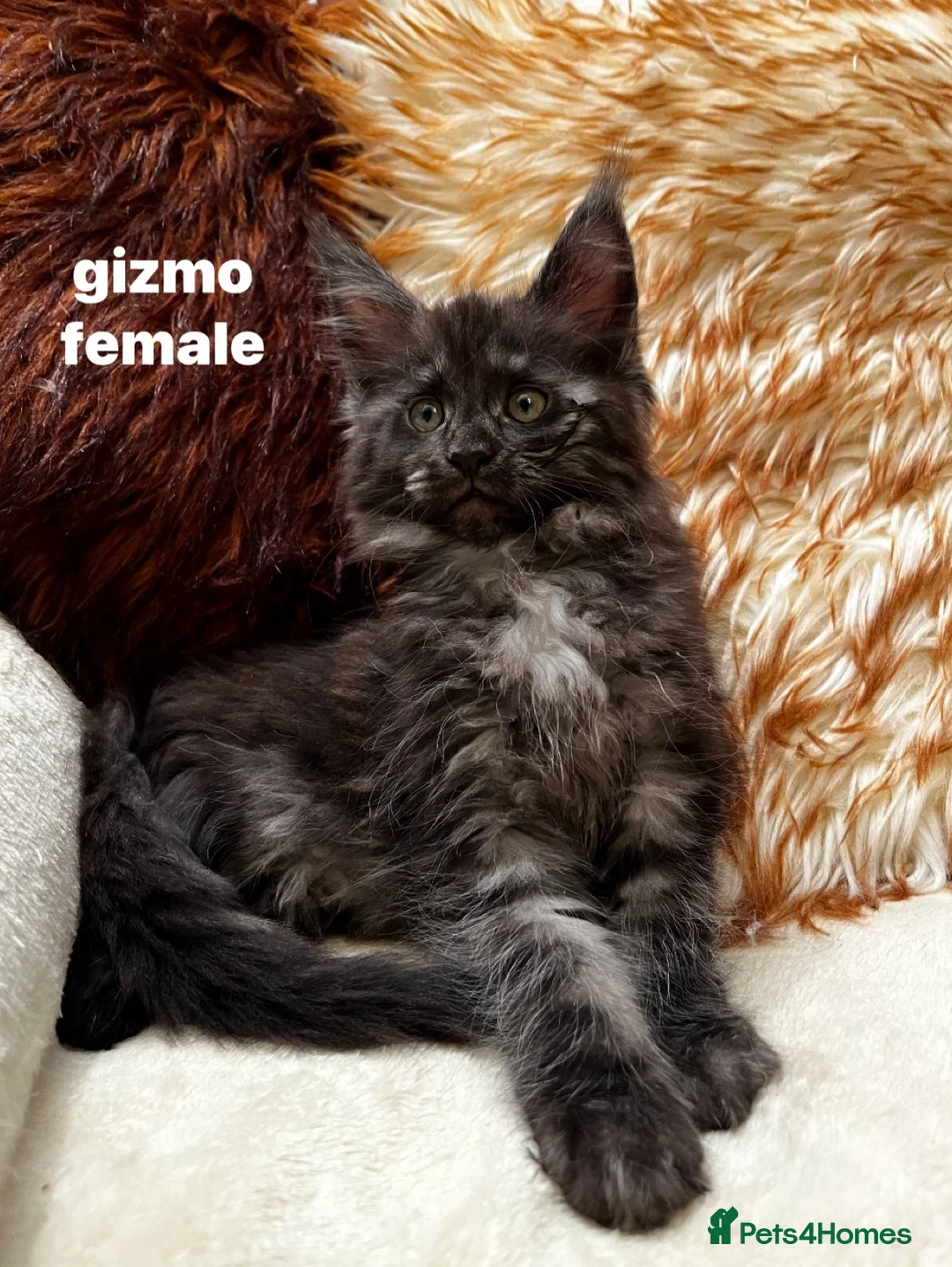 Maine Coon cats for sale: beautiful kittens for sale😍 - Advert 5