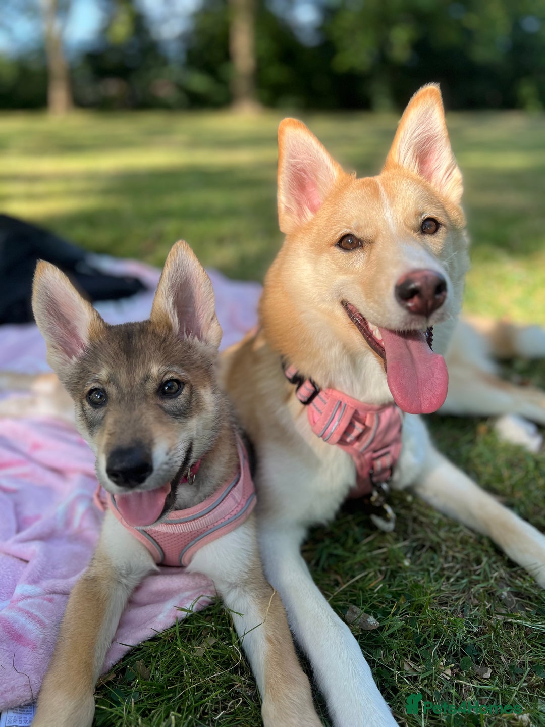 Mixed Breed dogs for sale: 💛Pomsky & Czechoslovakian Wolfdog Puppy Sisters🤎 - Image 16