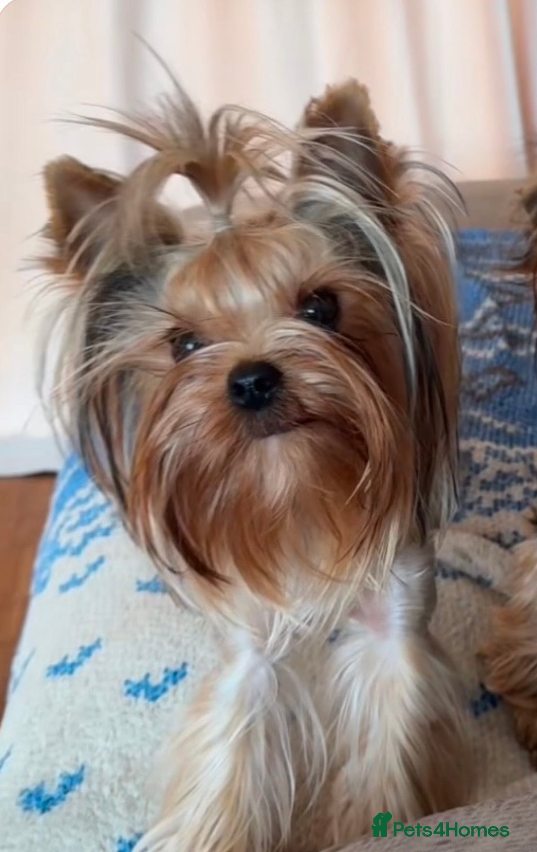 Yorkshire Terrier dogs Beautiful Male KC - Advert 21