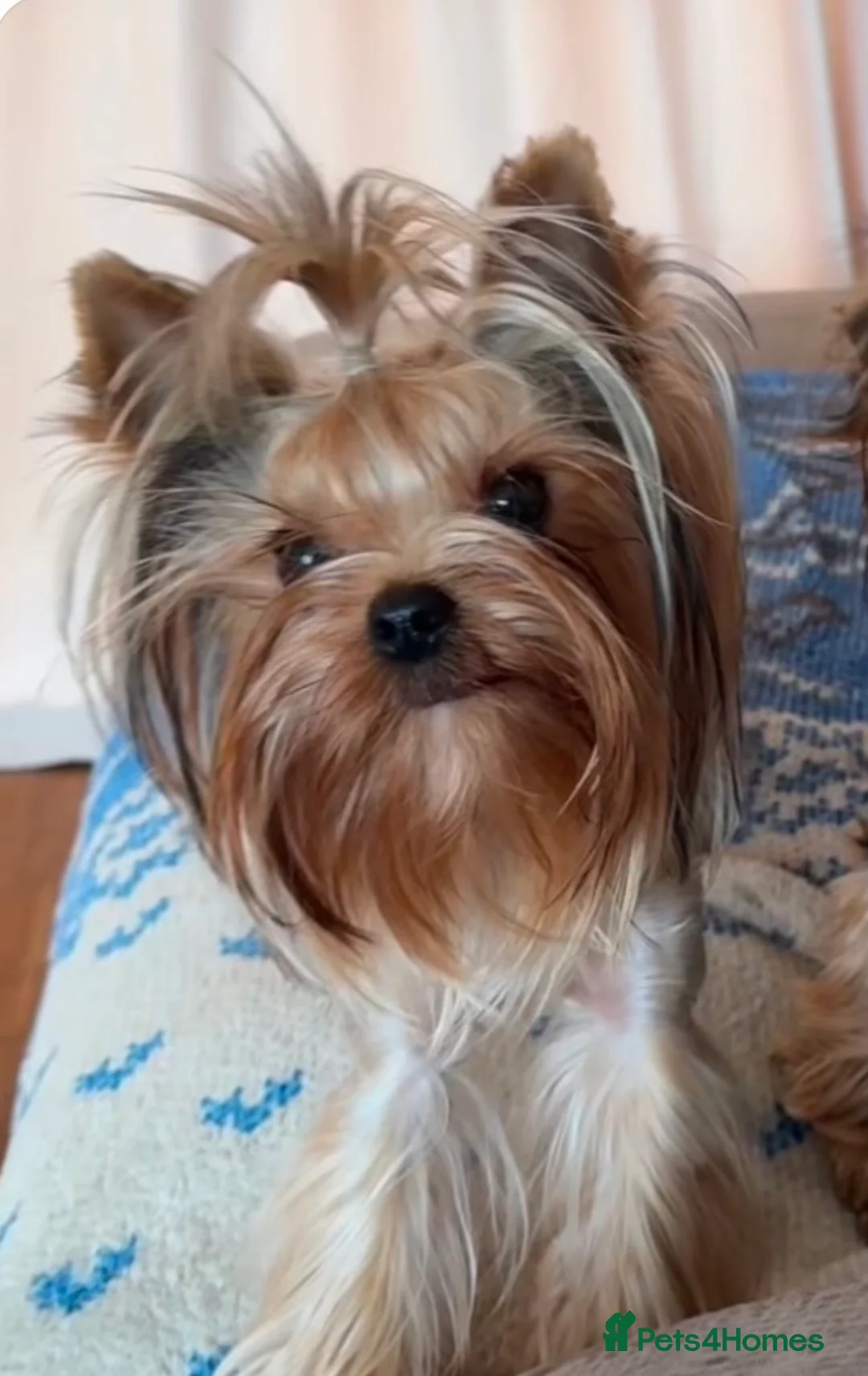 Yorkshire Terrier dogs for sale: Beautiful Male and female  - Advert 2