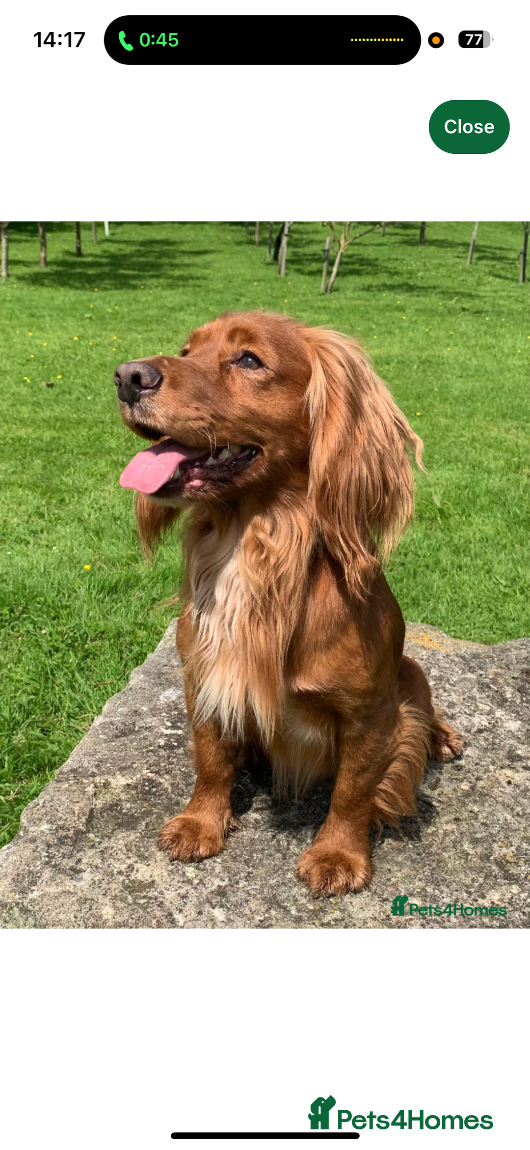 Cocker Spaniel dogs for sale: Working cocker spaniel puppies - Image 5