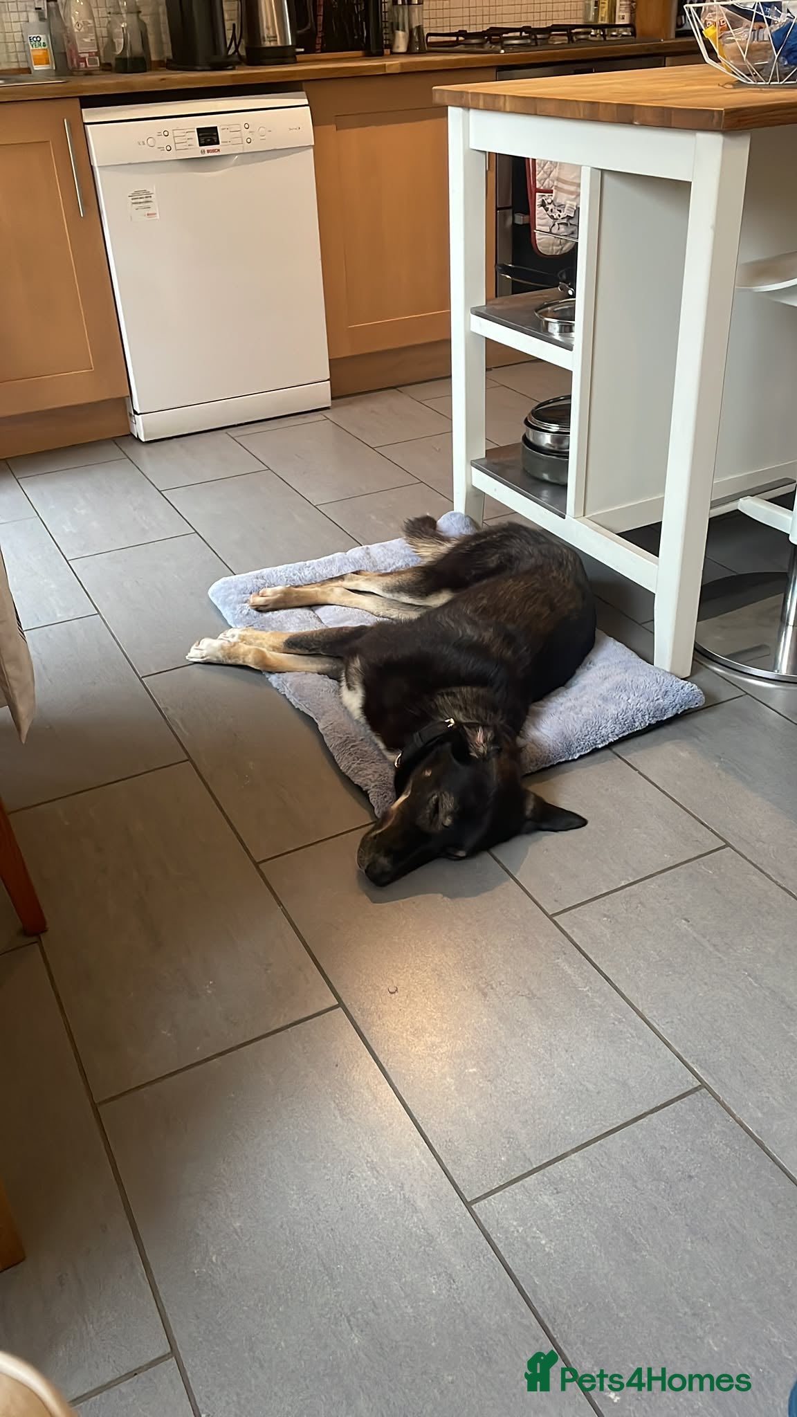 Mixed Breed dogs for adoption: 🐾 RONA -  a Lovely Girl, for a Loving Home🐾 in Bristol - Advert 4