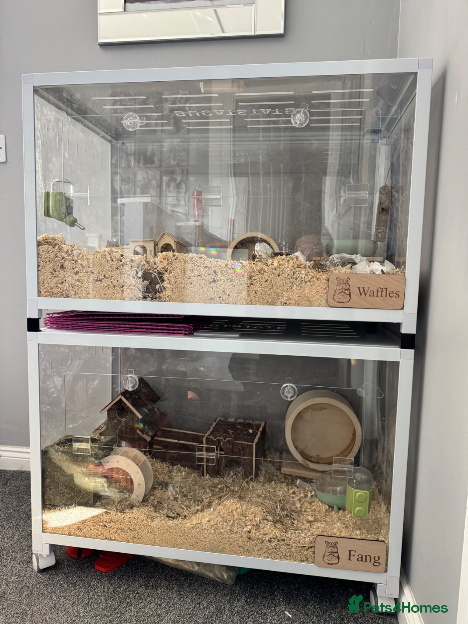 Hamster rodents Buccastate Syrian Russian Hamster Set Ups  - Advert 1