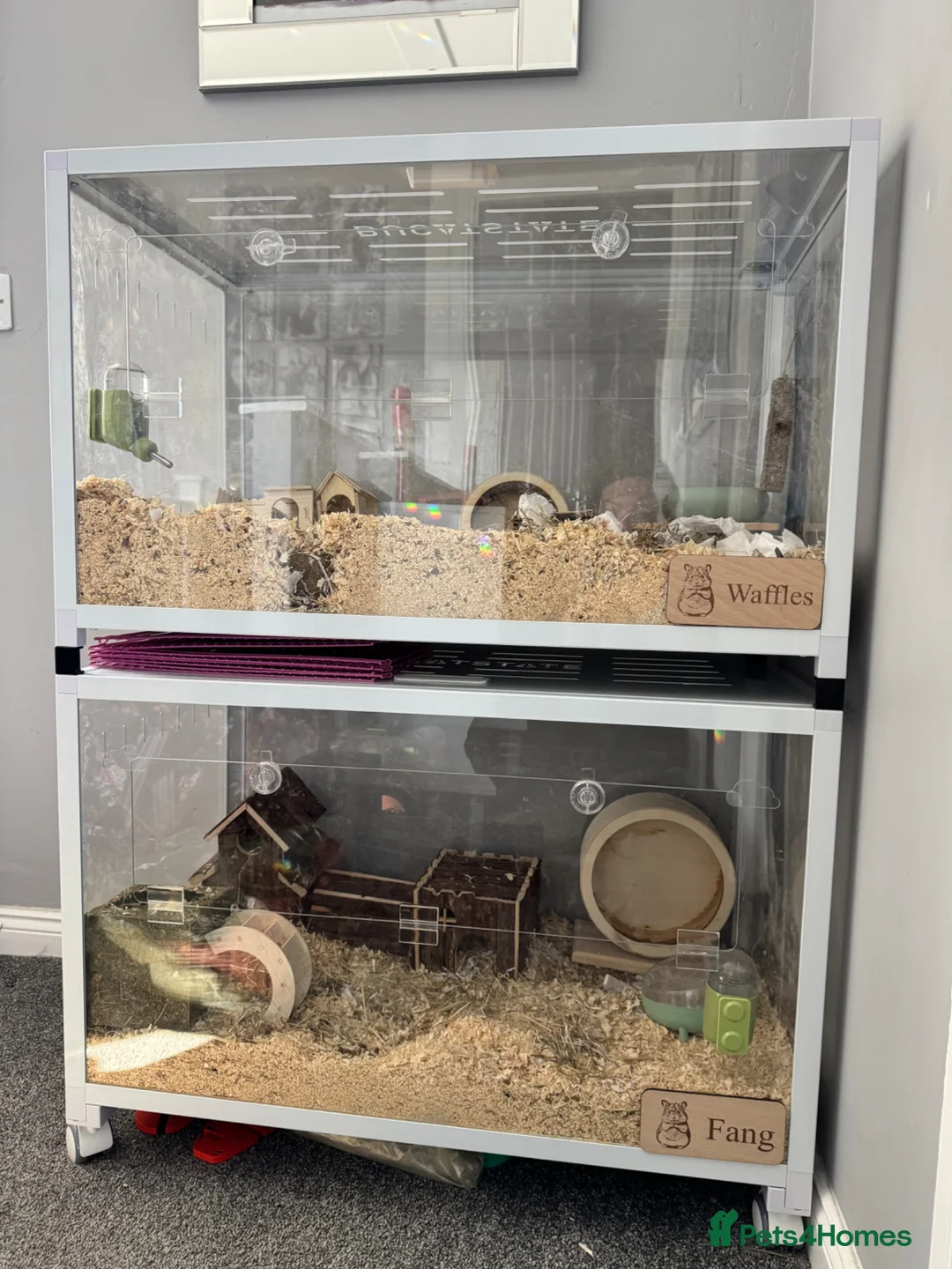 Hamster rodents for sale: Buccastate Syrian Russian Hamster Set Ups  in Kettering - Advert 1