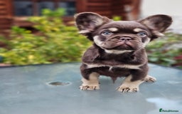 French Bulldog dogs for sale: Chocolate Rojo tan fluffy French bulldog  - Image 15
