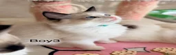 Ragdoll cats for sale: Beautiful Ragdoll kittens from European lines - Advert 6