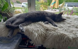 Domestic Shorthair cats for sale: 3 beautiful cuddley crazy kittens looking for you! - Image 7