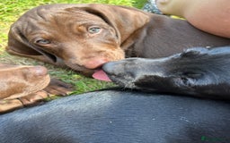 Mixed Breed dogs for sale: Vizlador x Weimaraner puppies - Image 13
