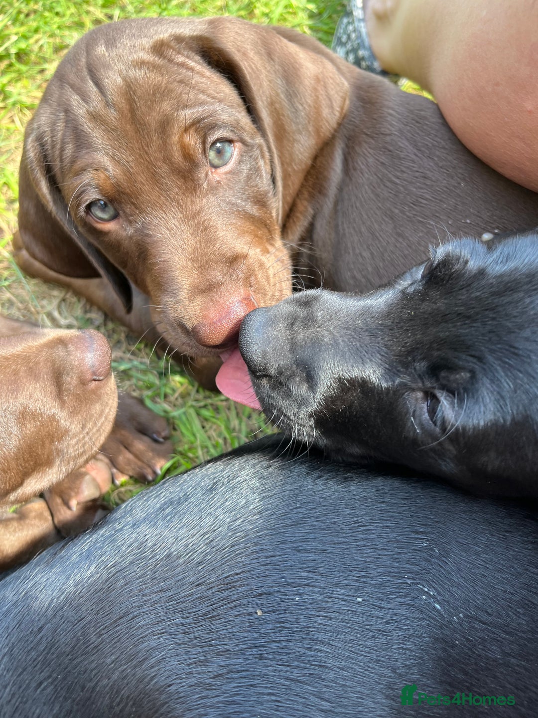 Mixed Breed dogs for sale: Vizlador x Weimaraner puppies - Image 13