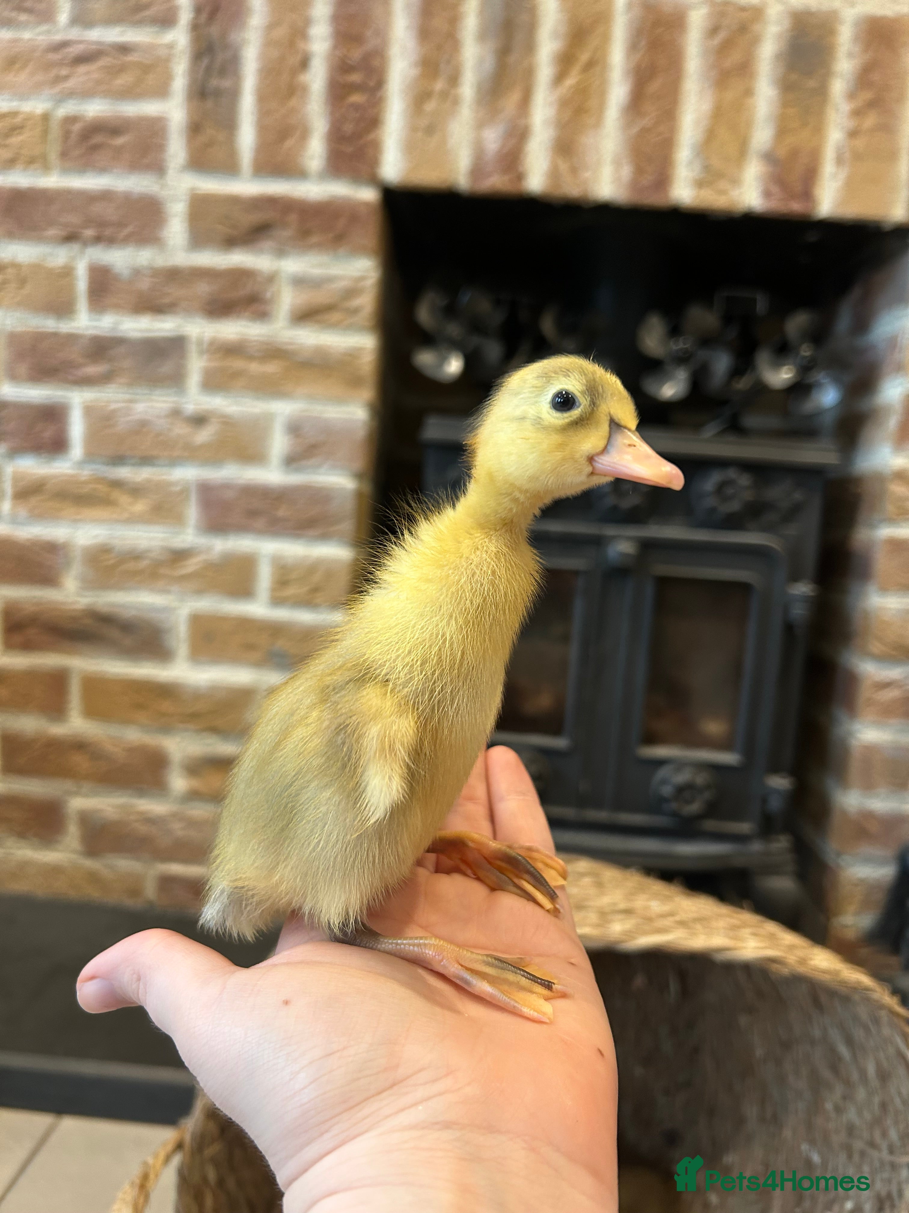 Ducks poultry Runner ducklings - Advert 1