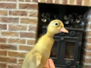 Ducks poultry Runner ducklings - Advert 1