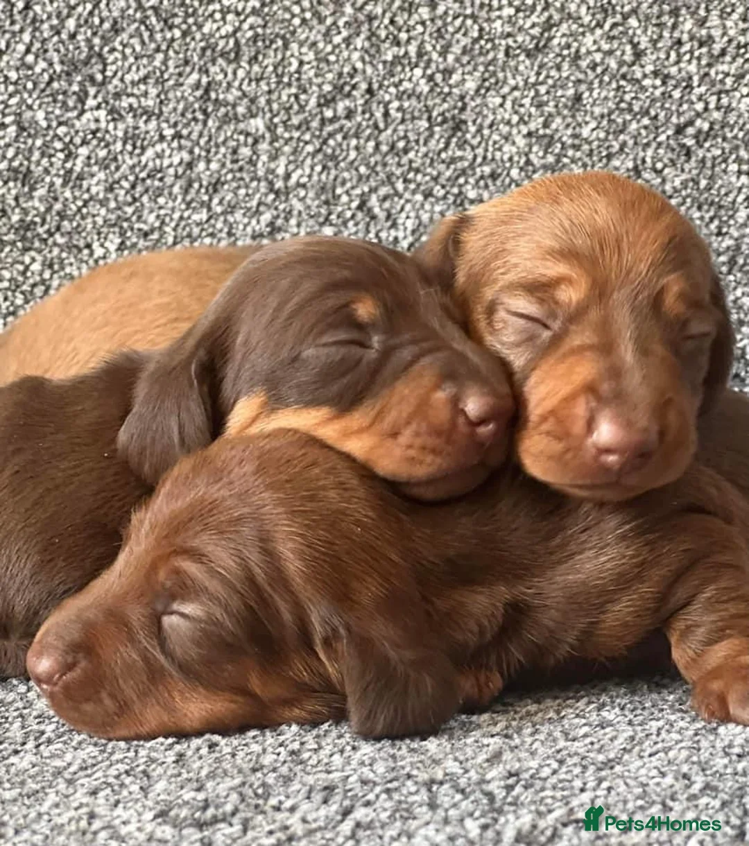 Miniature Dachshund dogs for stud: SLICE - Super Chocolate Dapple Miniature Stud in Dalry - Advert 12