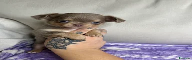 Chihuahua 2
