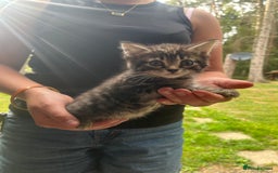 Mixed Breed cats for sale: One boy two girls  - Image 3