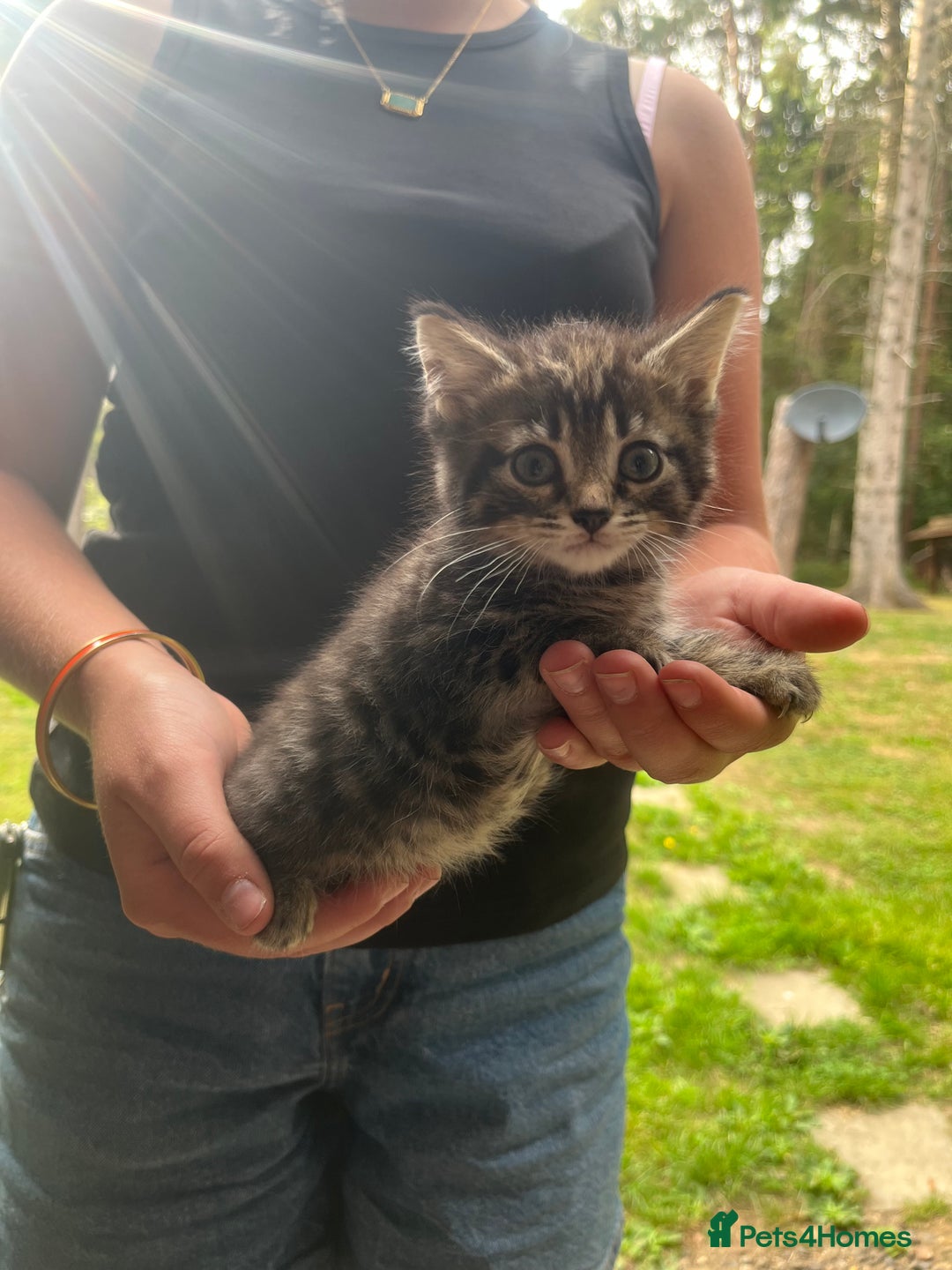 Mixed Breed cats for sale: One boy two girls  - Image 3
