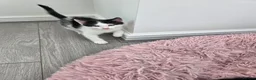 Mixed Breed cats for sale: Black & white male kitten - Advert 6
