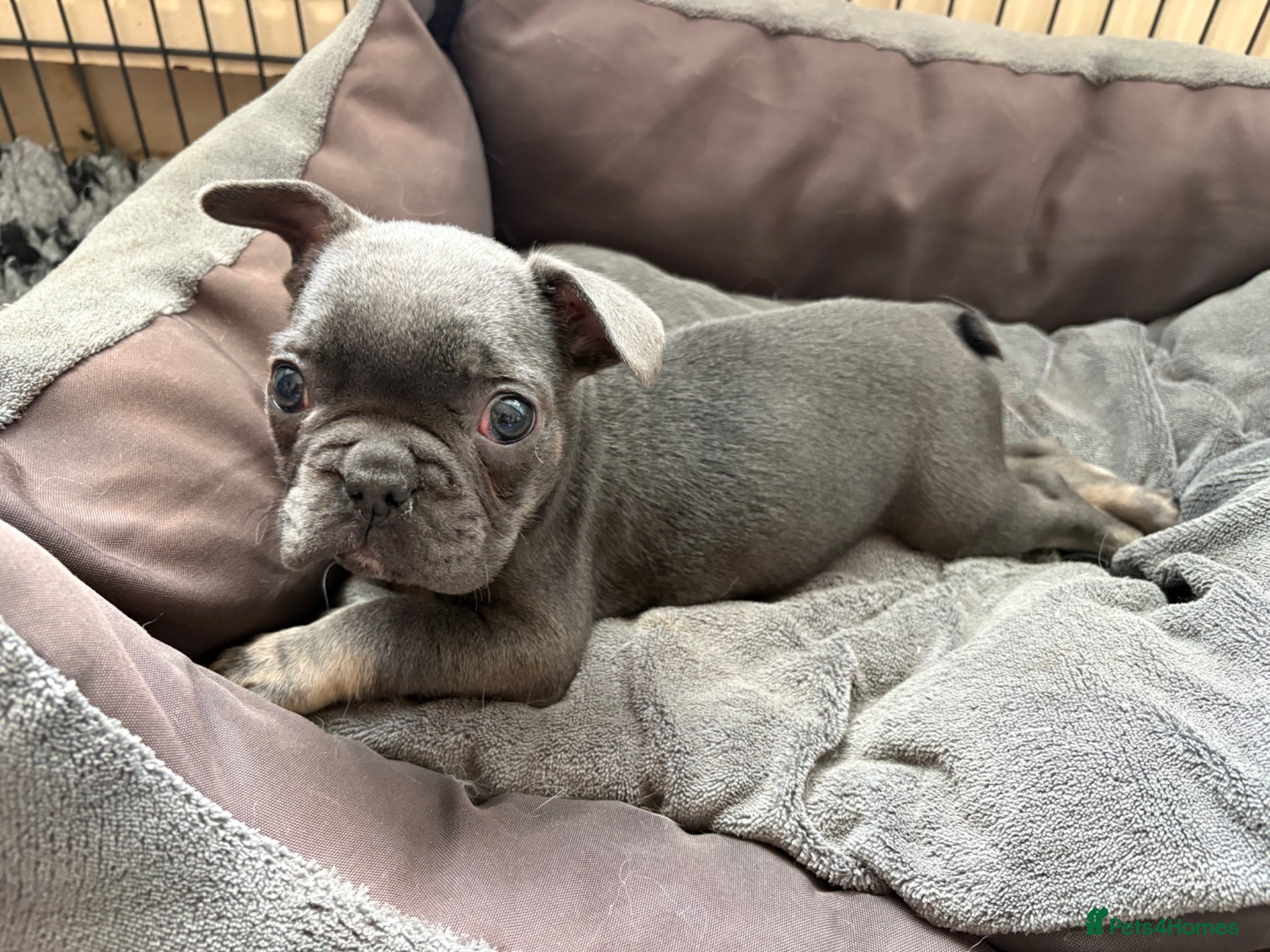 French Bulldog dogs Stunning French bulldogs  - Advert 7