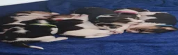 Beagle dogs for sale: Beautiful beagle puppies  - Advert 37