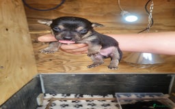 Jack Russell dogs for sale: Black and tan jack Russell puppies  - Image 3