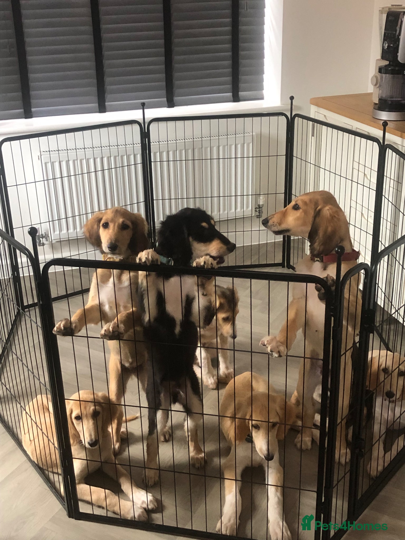 Saluki dogs Beautiful Saluki puppies Now Available - Advert 2