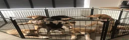 Saluki dogs for sale: Beautiful Saluki puppies Now Available - Advert 3