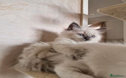 Ragdoll cats for sale: RAGDOLL KITTENS❣️FUR BABIES READY TO GO - Image 8