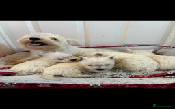 West Highland Terrier dogs for sale: Beautiful West highland terrier puppies  - Image 3