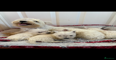 West Highland Terrier dogs - Advert 9