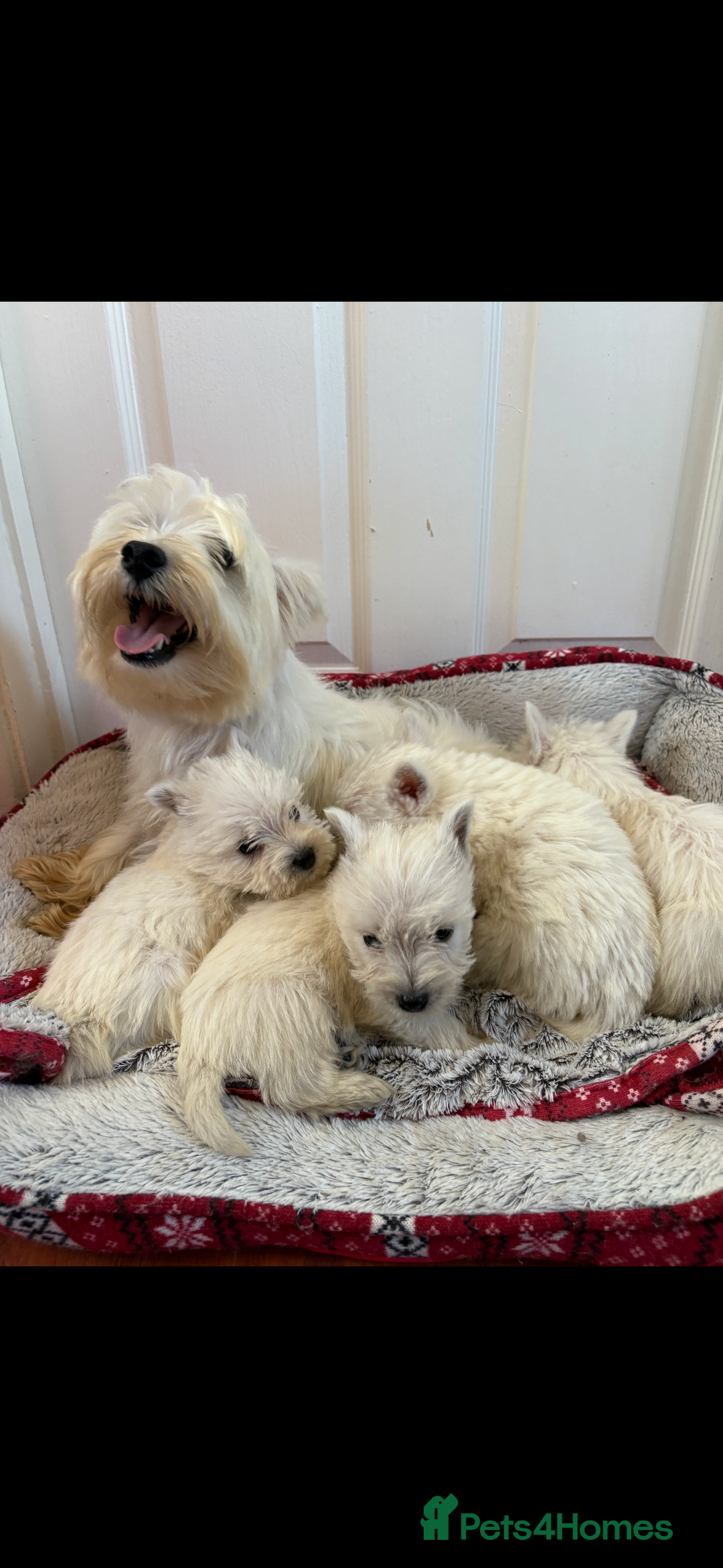 West Highland Terrier dogs for sale: Beautiful West highland terrier puppies  - Image 3