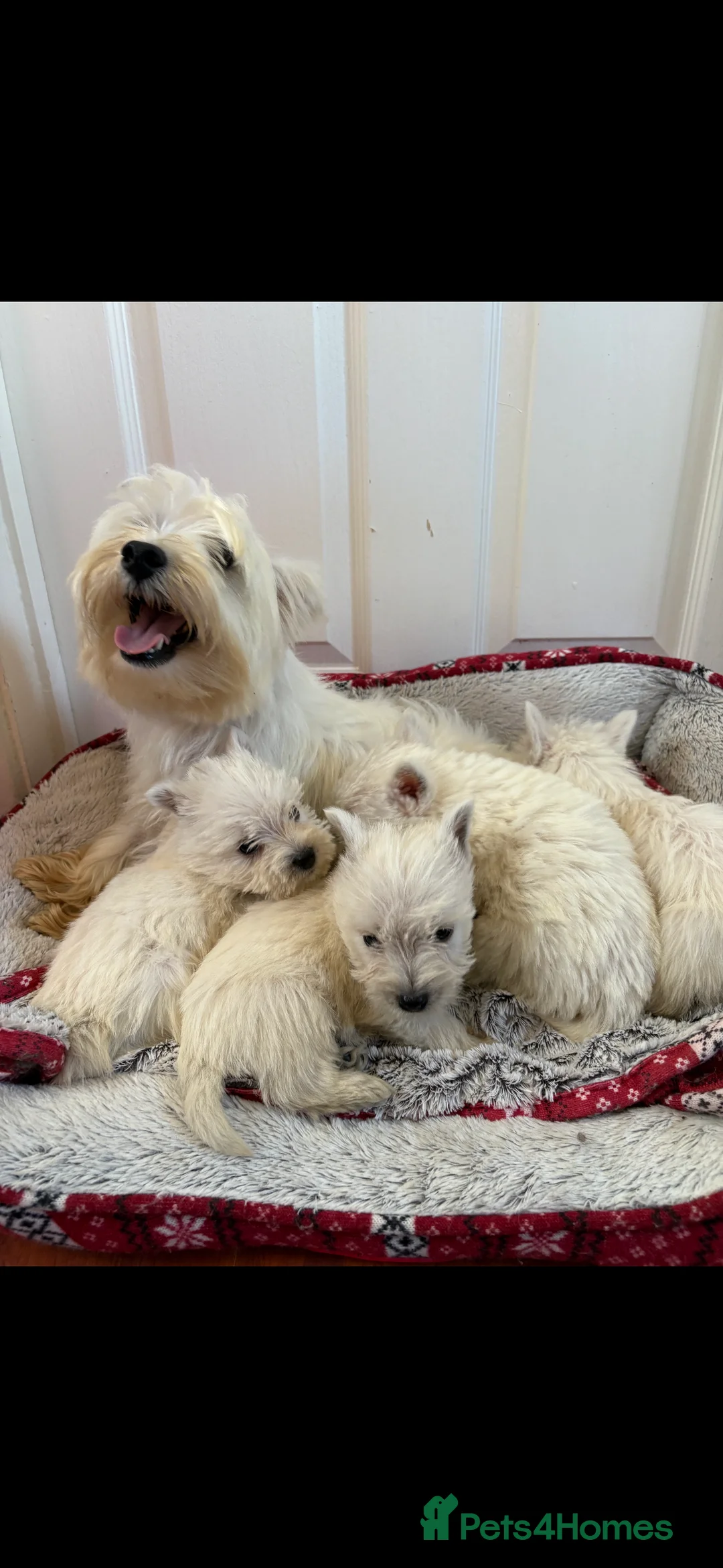 West Highland Terrier dogs for sale: Beautiful West highland terrier puppies  - Advert 10