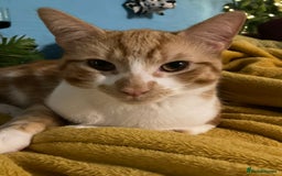 British Shorthair cats for sale: Pair of beautiful ginger tom cats - Image 5