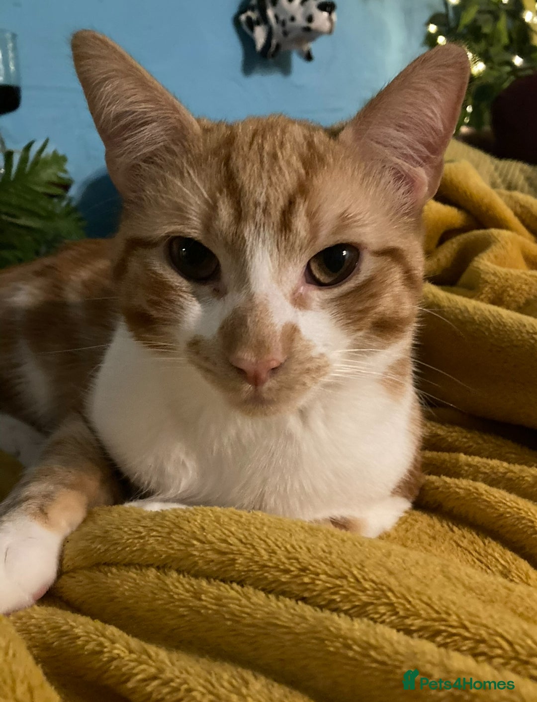 British Shorthair cats for sale: Pair of beautiful ginger tom cats - Image 5