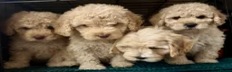 Cockapoo dogs for sale: Beautiful F2B Cockapoos  - Advert 1