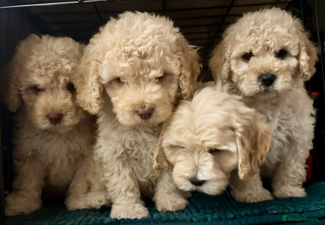 Cockapoo dogs for sale: Beautiful F2B Cockapoos  - Advert 1