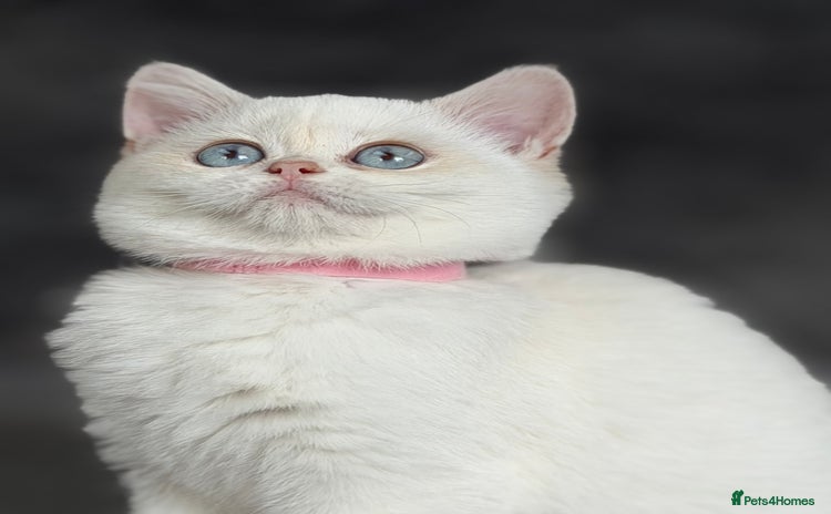 British Shorthair cats - Advert 2