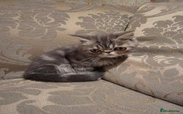 Exotic cats for sale: Super high quality Exotics - TICA reg pedigree - Image 17