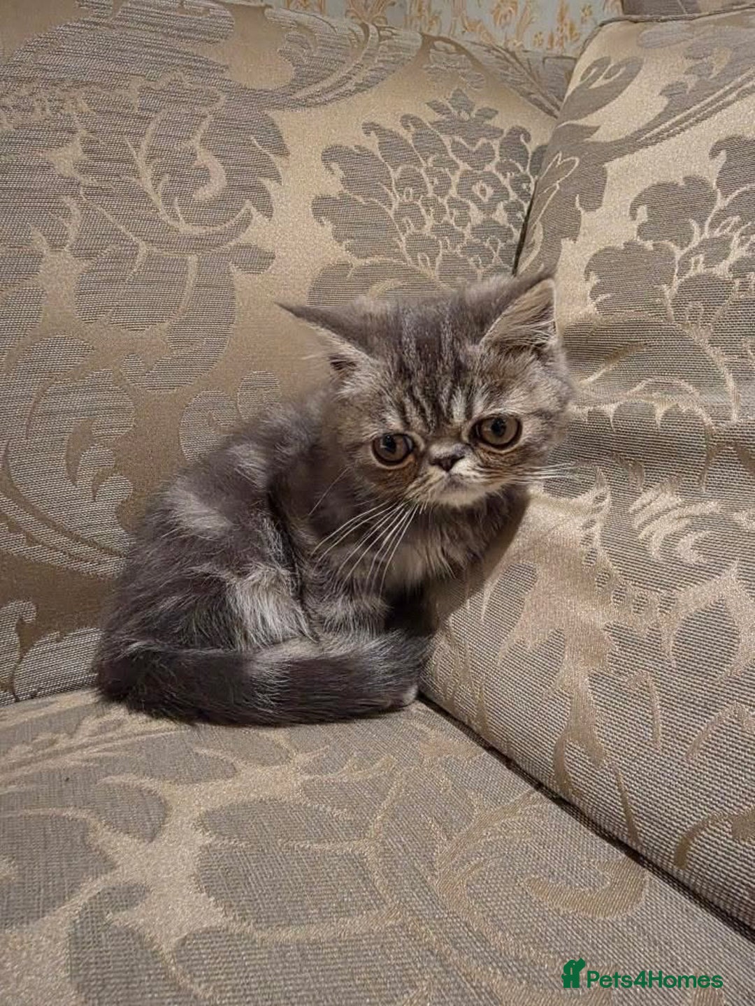 Exotic cats for sale: Super high quality Exotics - TICA reg pedigree - Image 17